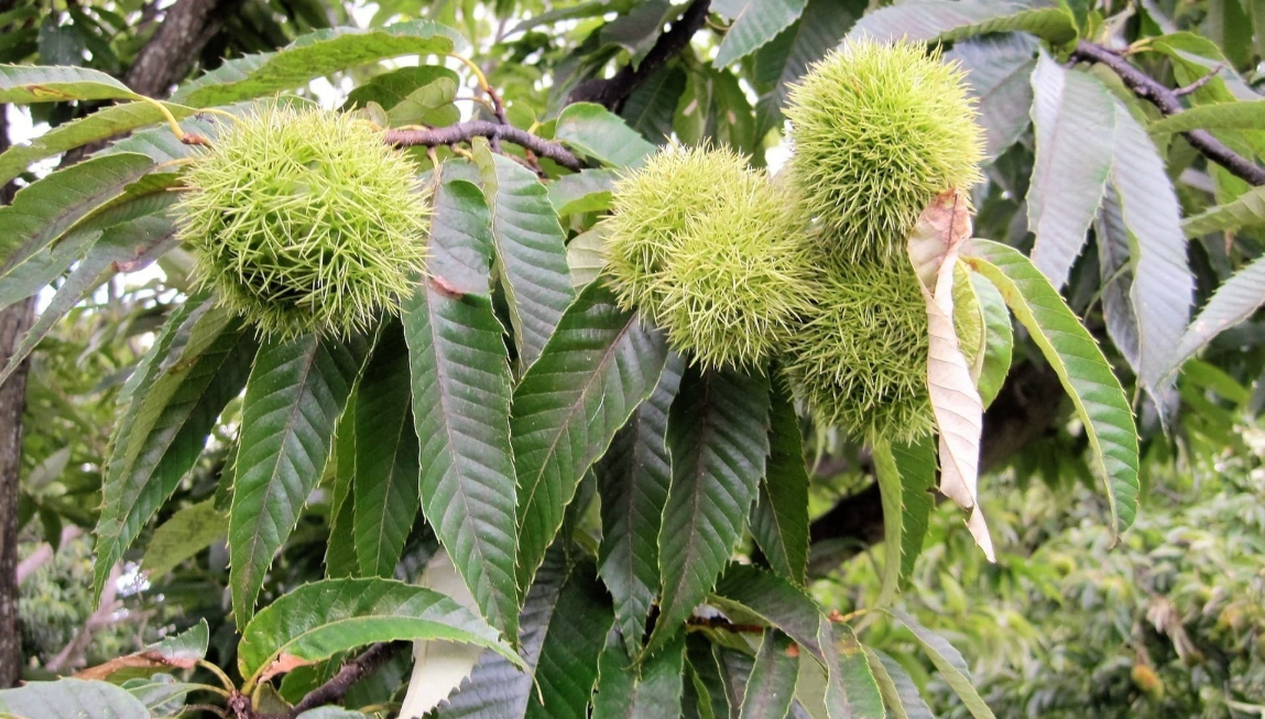 表丹沢の秦野市(都心から約1時間)で名産品の落花生掘りと栗拾い体験