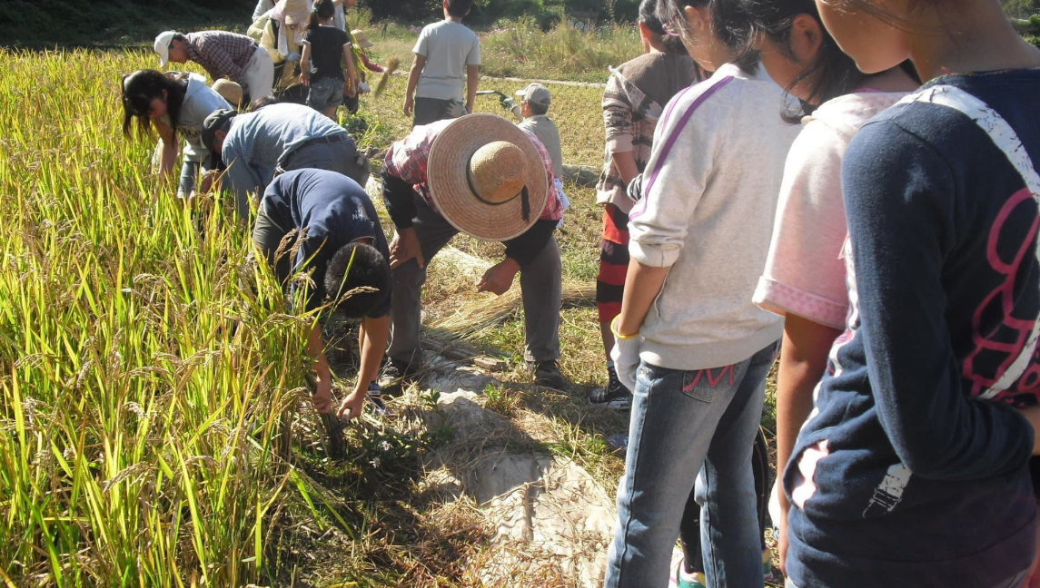 秦野(都心から約1時間)の里山で稲刈りと芋掘り体験