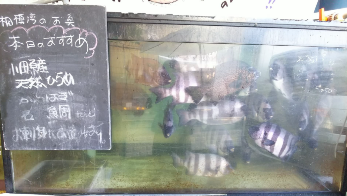 【おいしい体験:おやつ時間】地魚食べ比べ・アクアパッツァ(お子様歓迎)